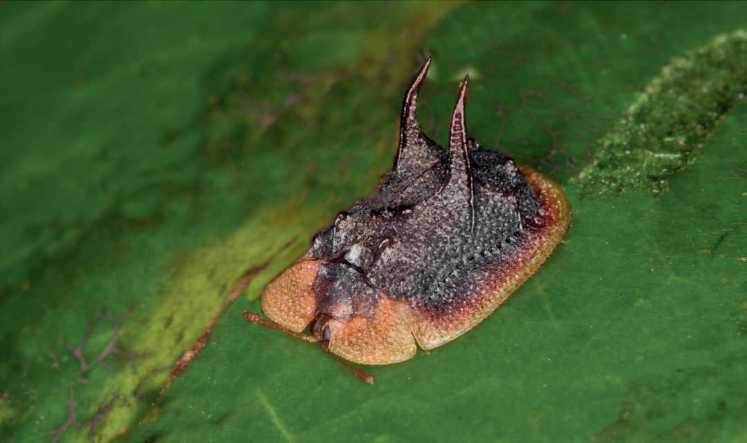 Madagascar's Demon-Horned Tortoise Beetle: A Bizarre Beauty with Fiery Projections